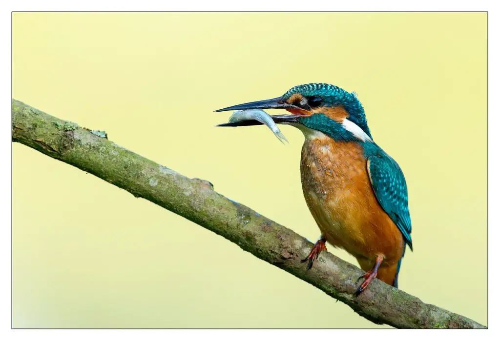 Photo of kingfisher