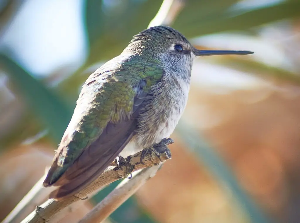 Costas hummingbird