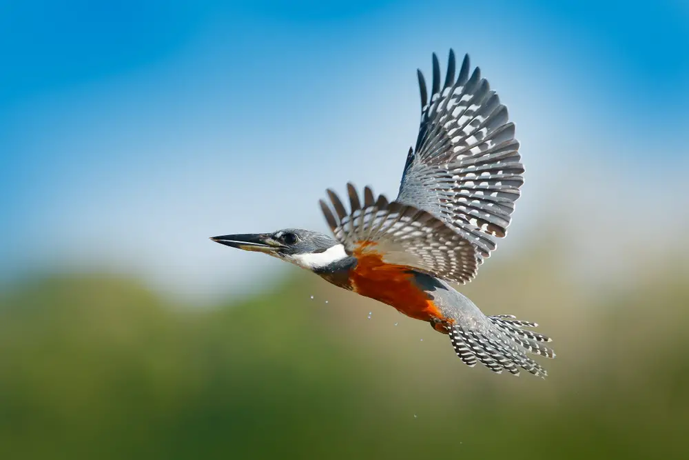 Ringed kingfisher