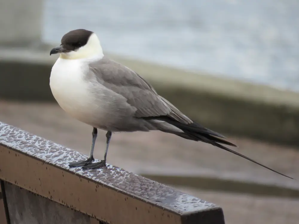 Long tailed jaeger
