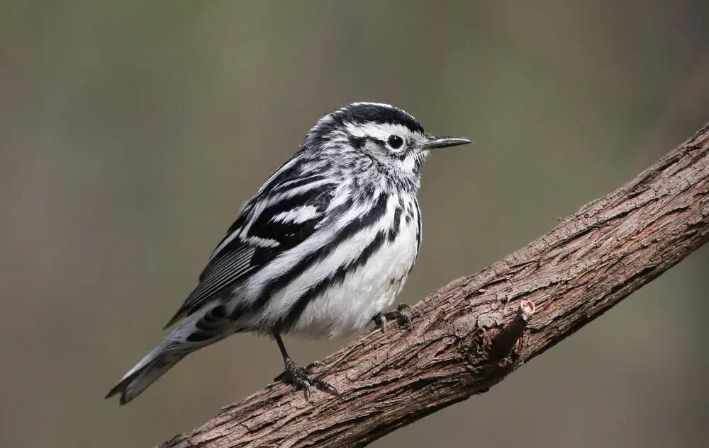 Black and white warbler