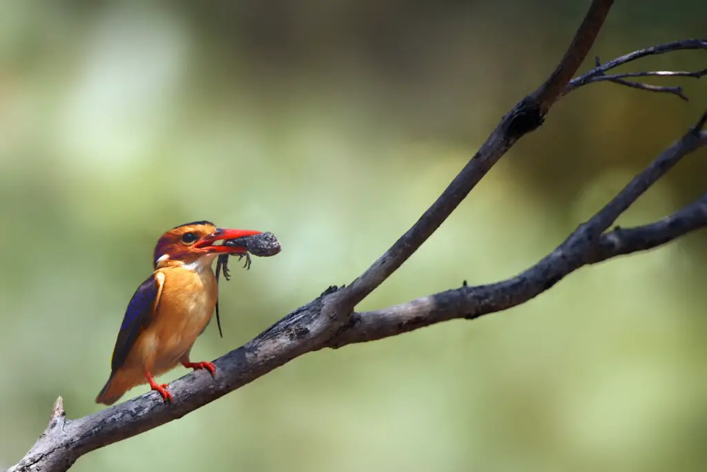 The African pygmy kingfisher (Ispidina picta) with prey in its b