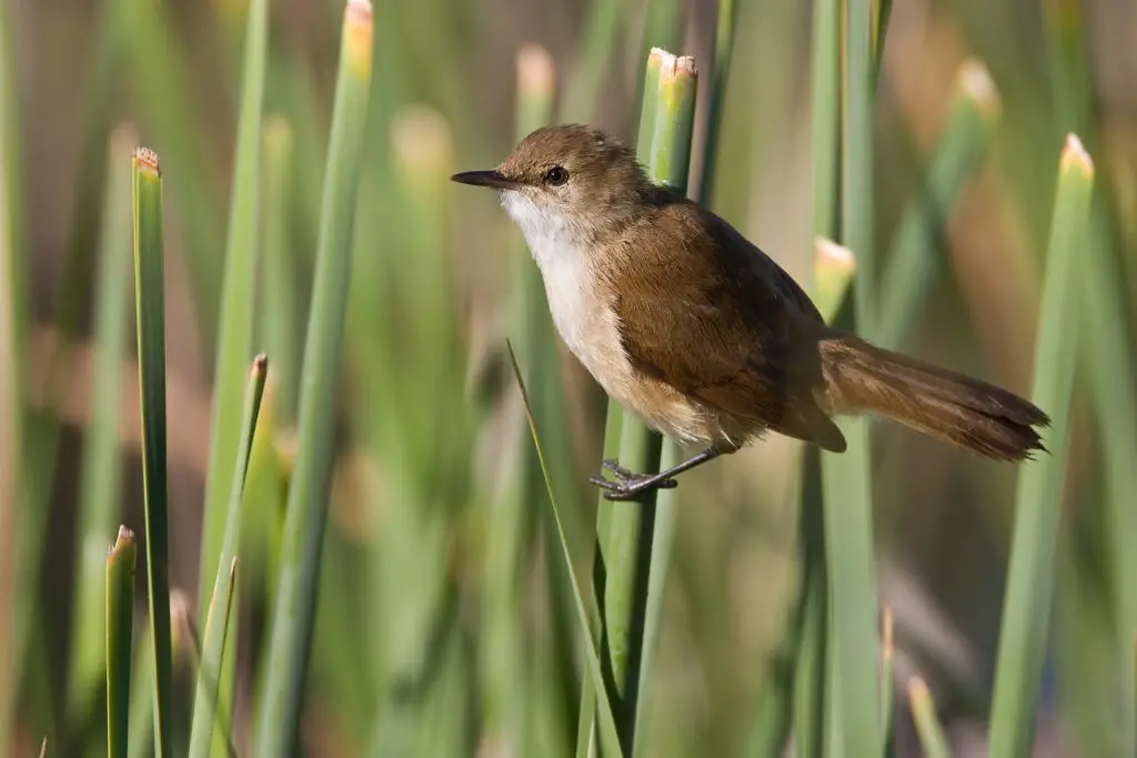 African Reed-Warbler on perch at Marievale bird sanctuary