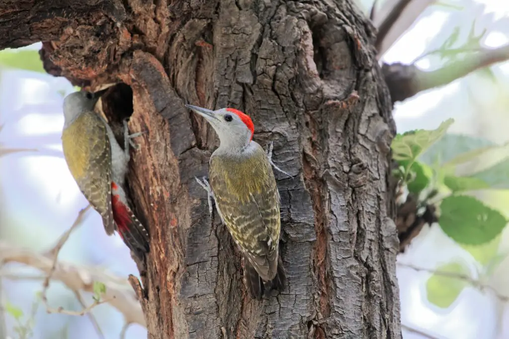 A pair of African grey woodpecker (Dendropicos goertae) on a tree.