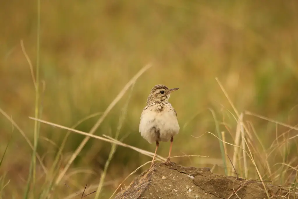 African Pipit standing on a rock surrounded by grassland.
