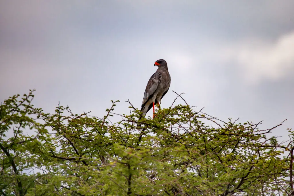 African cuckoo hawk