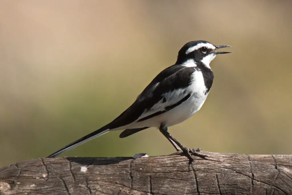 African pied wagtail in Namibia in Africa
