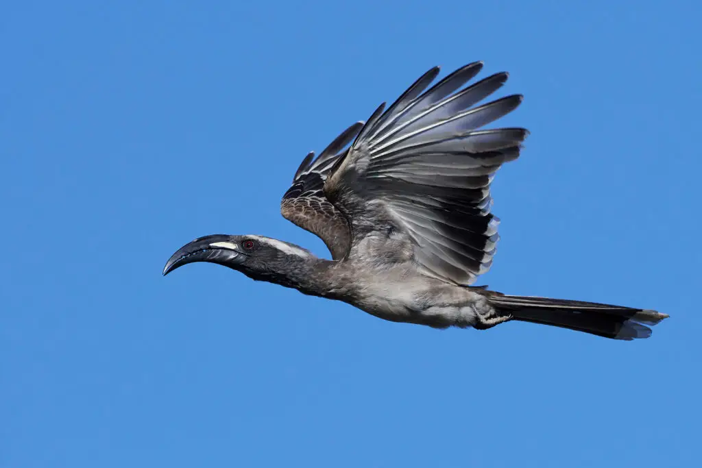 African grey hornbill in flight with blue skies in the background