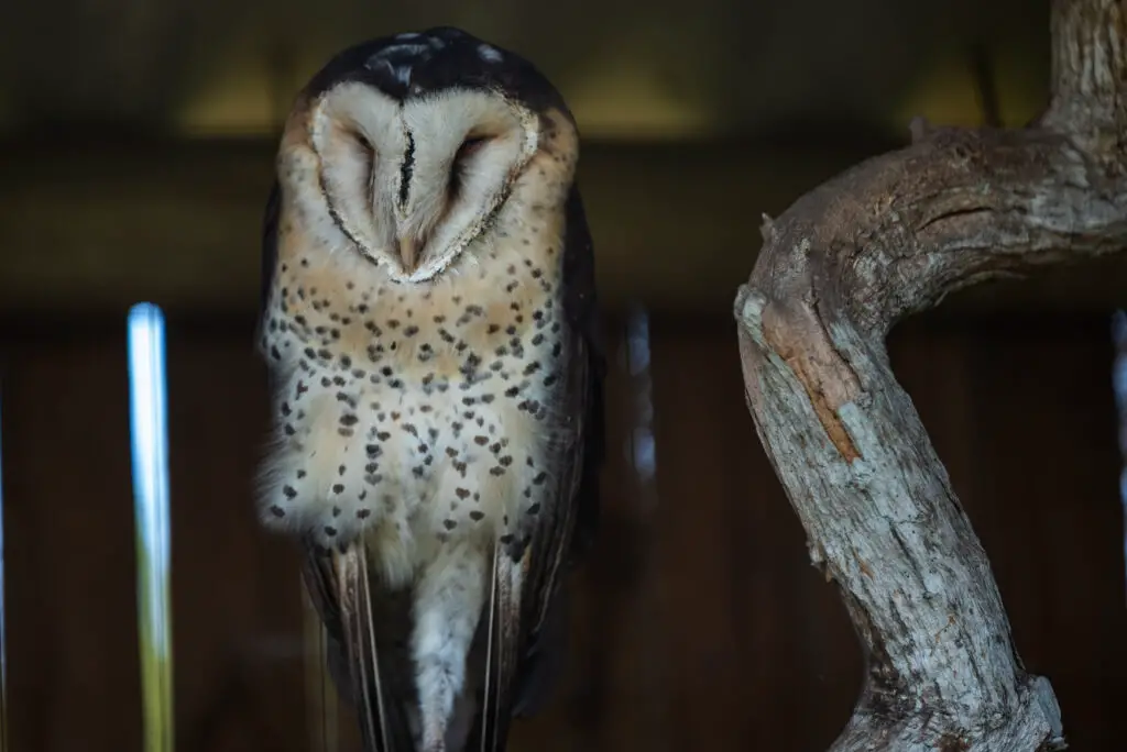An African Grass Owl sleeping on it's perch at the African Raptor Centre, Natal Midlands, South Africa.