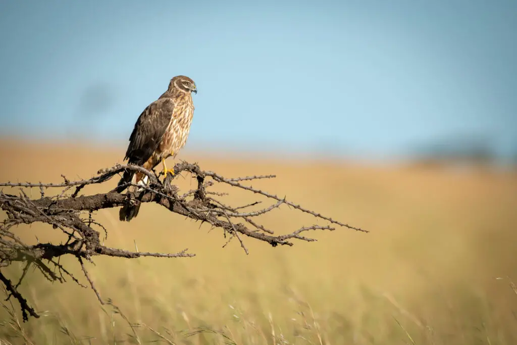 African marsh harrier perched on dead branch