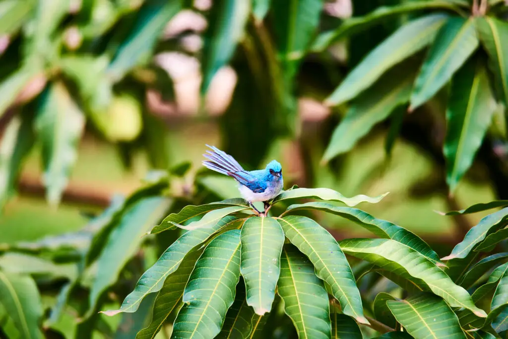 African Blue Flycatcher on a branch