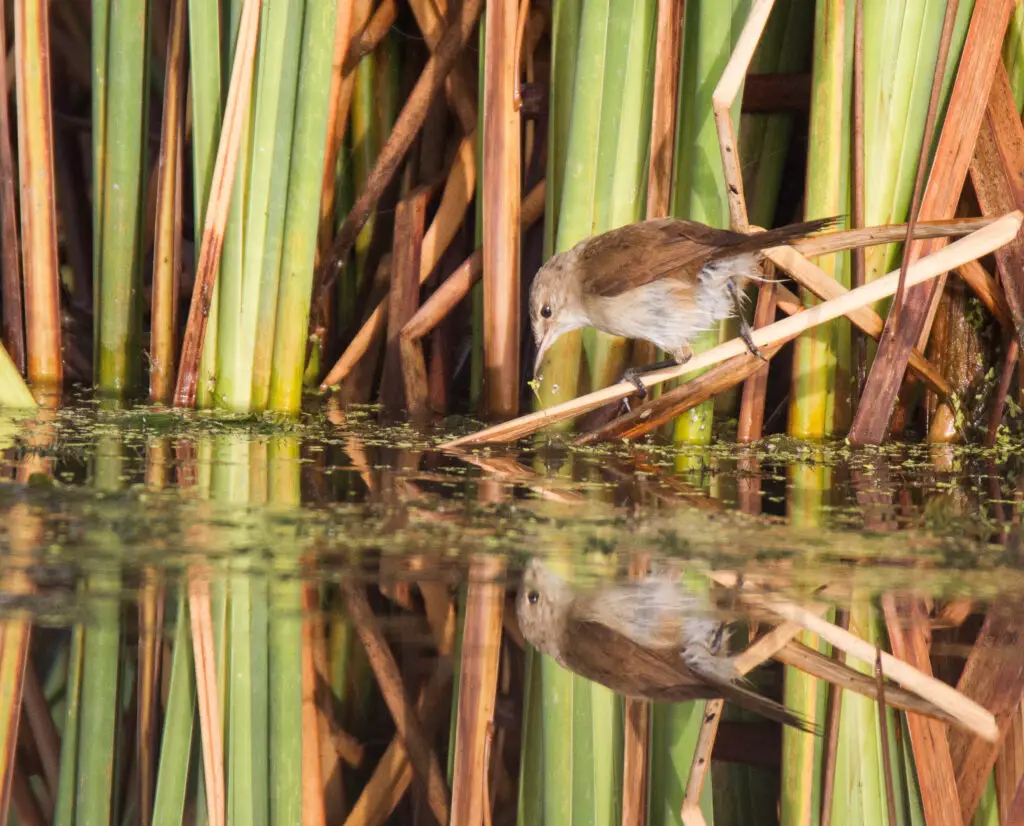 African Reed warbler looking for insects near the water at Marie