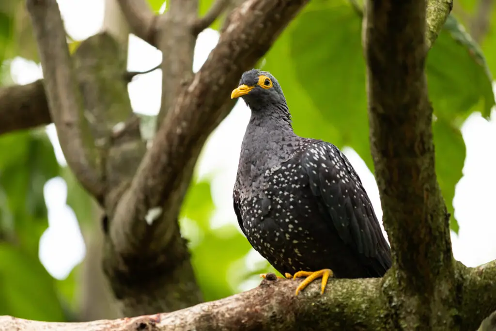 African olive pigeon or Rameron pigeon (Columba arquatrix)