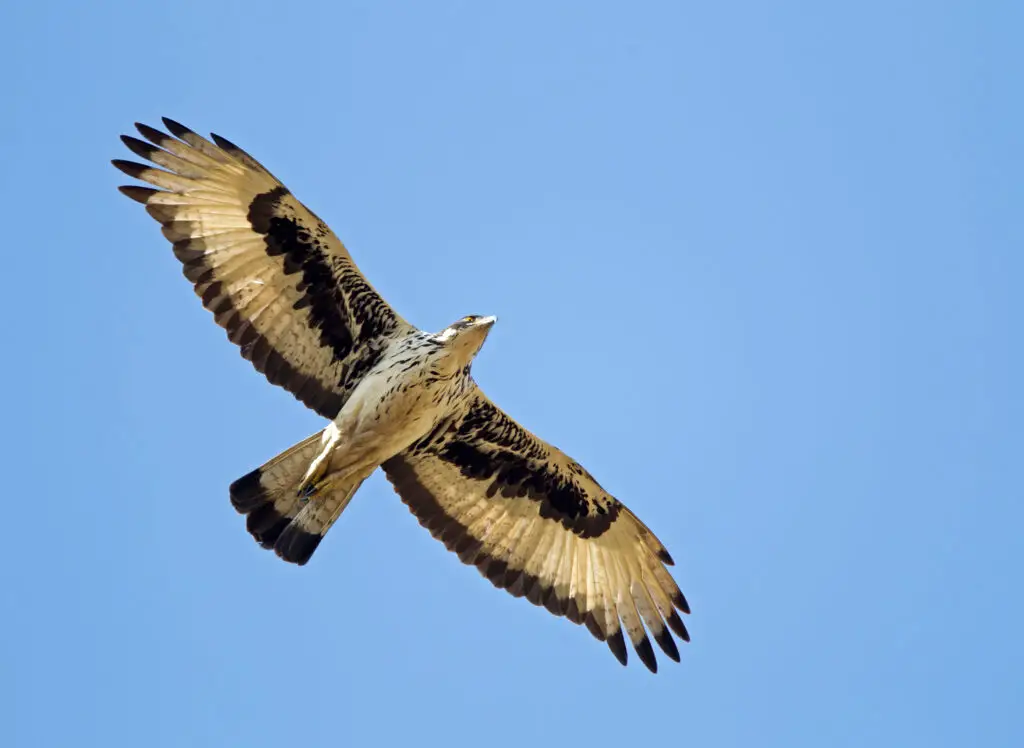 African Hawk-Eagle (Aquila spilogaster) soaring overhead in the Gambia.