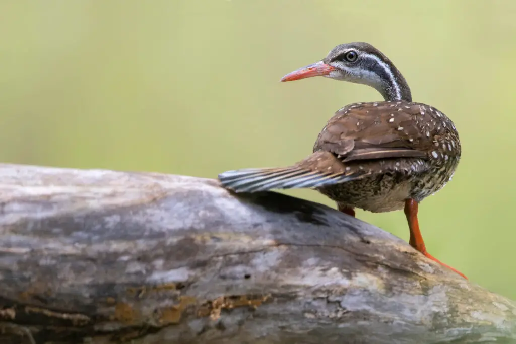 The African Finfoot (Podica senegalensis) is an aquatic bird from the family Heliornithidae (the finfoots and sungrebe). It lives in the rivers and lakes of western, central, and southern Africa.