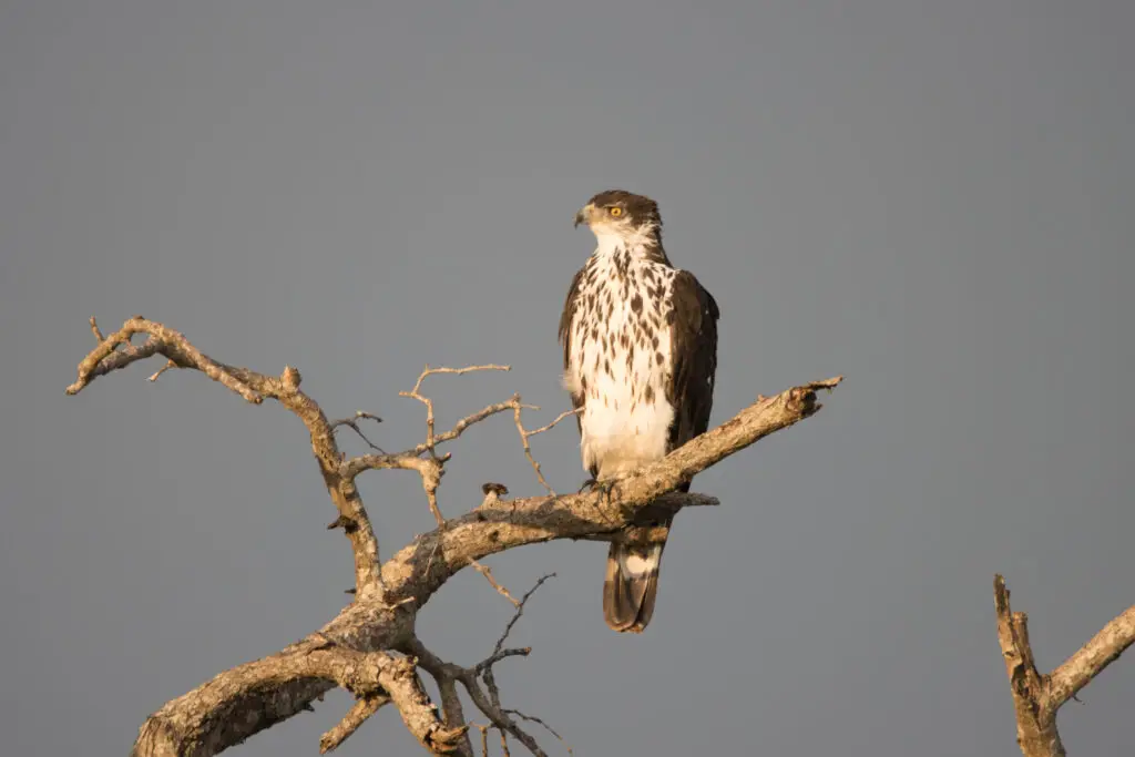 Kruger National Park: African Hawk-eagle perched in a tree