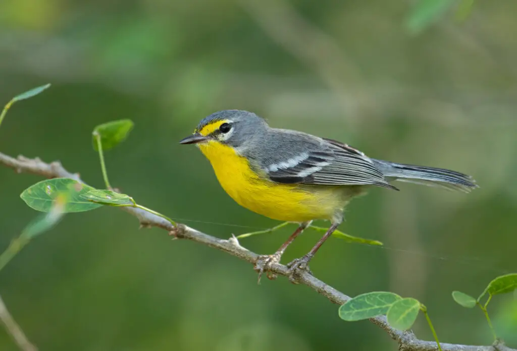 Adelaide's Warbler, Small Yellow bird