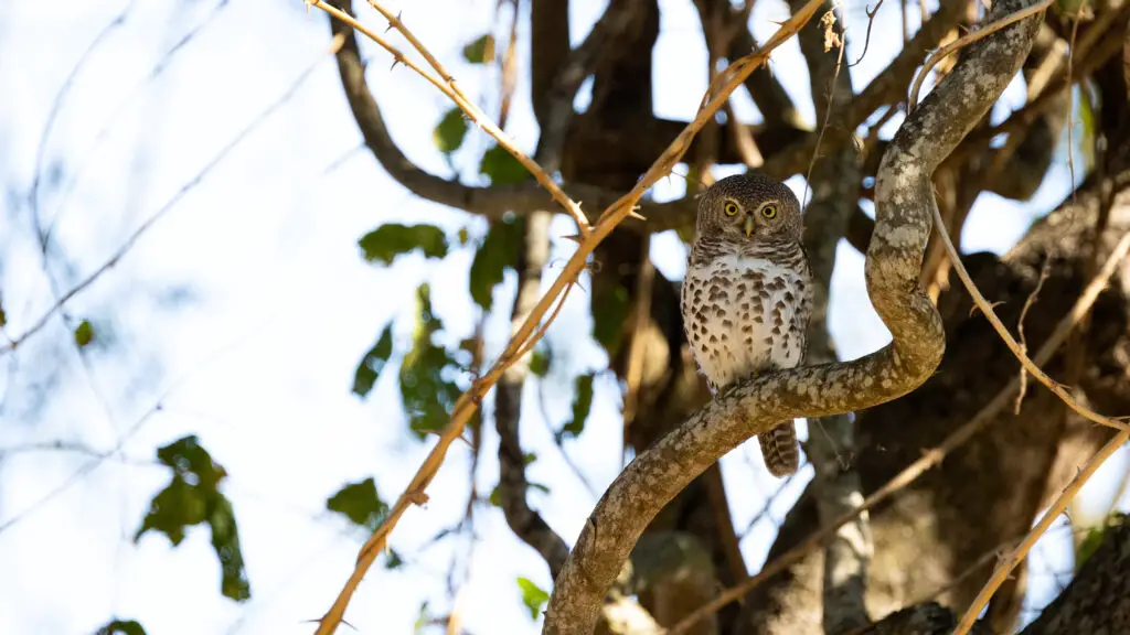 African barred owlet in daytime