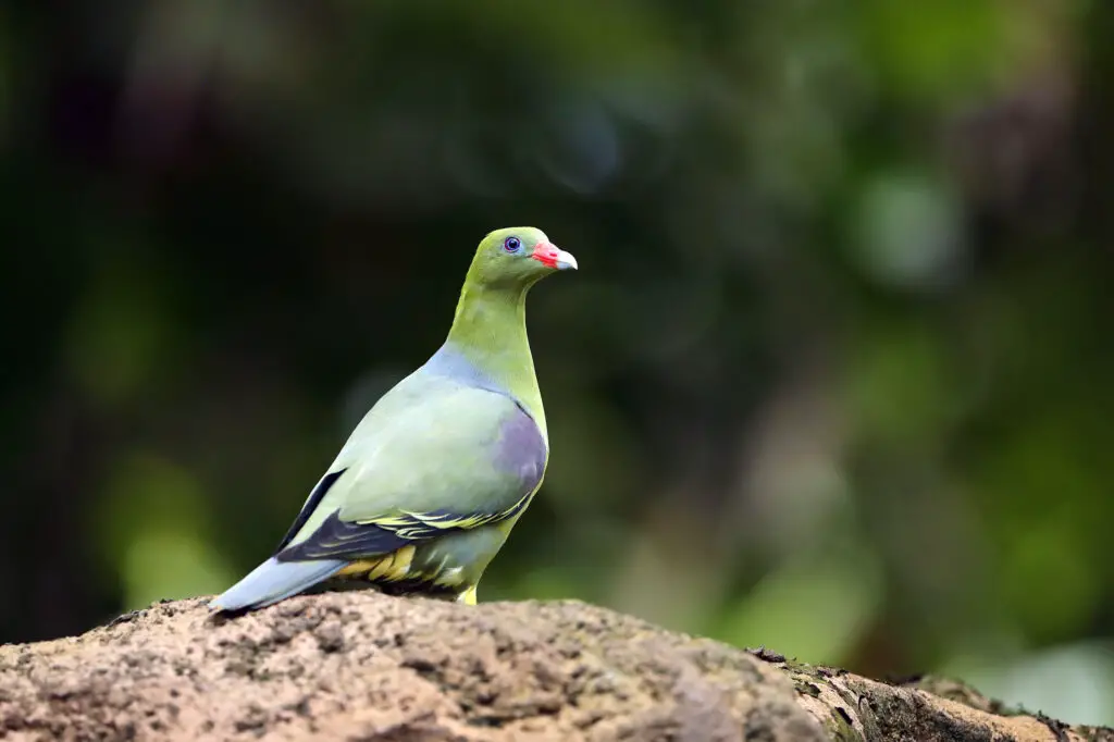 The African green pigeon (Treron calvus) sitting on a thick branch with a colorful jungle background. Green pigeon in the yeast, however in the natural environment. Green pigeon with red oats.