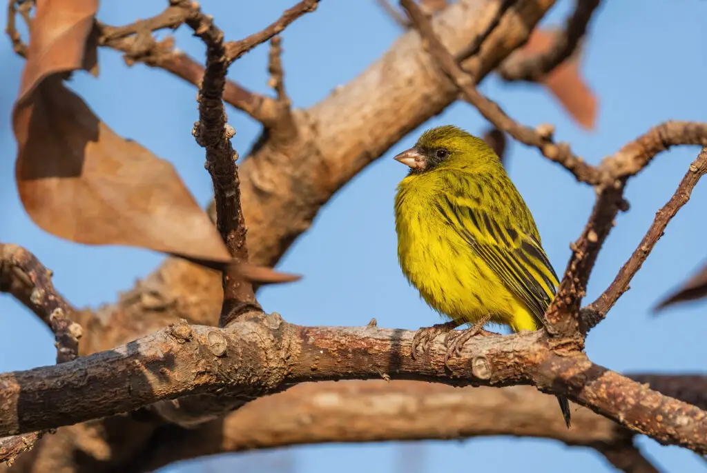 African Citril - Crithagra citrinelloides, beautiful perching bi