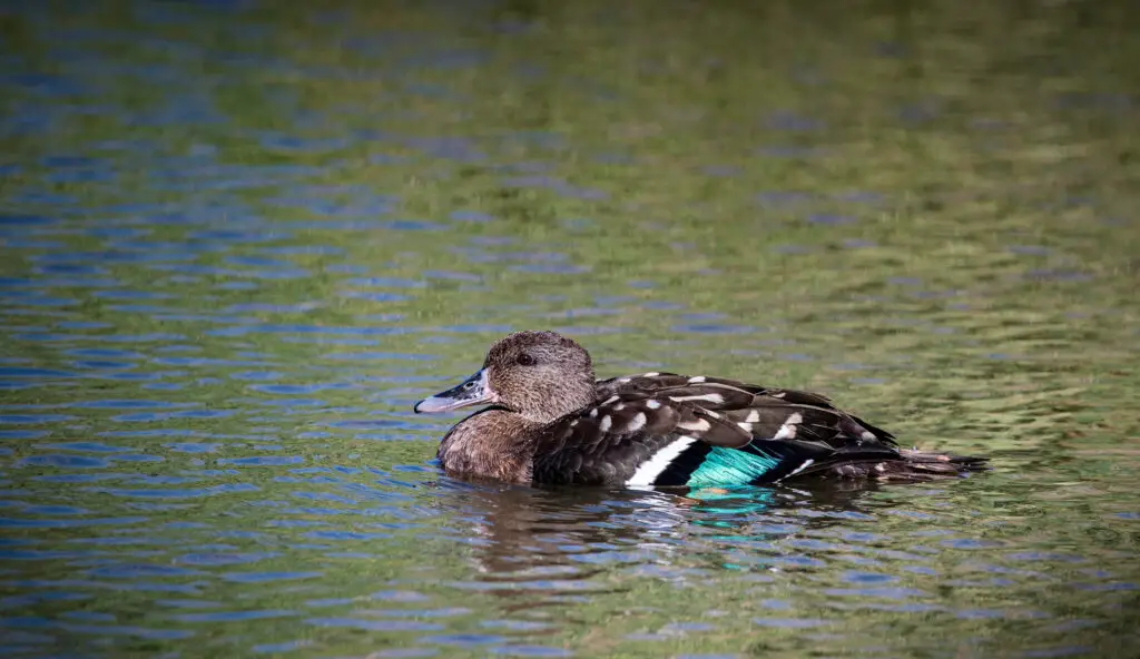 African black duck photographed in South Africa.