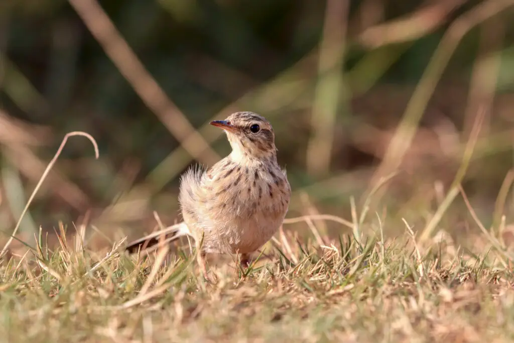 African Pipit, South Africa