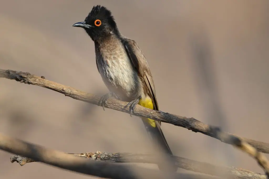 Portrait of a african red-eyed bulbul, Namibia