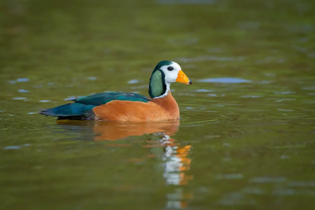 African pygmy goose swimming in water