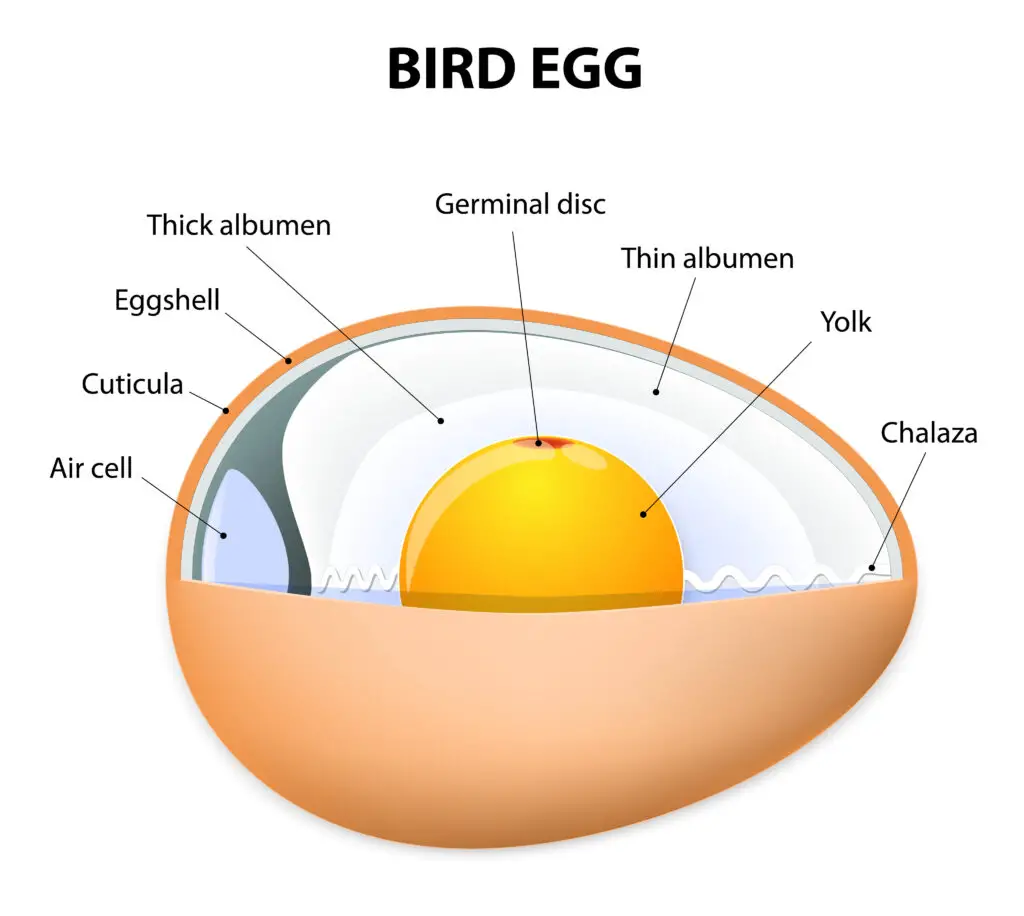 Bird egg anatomy