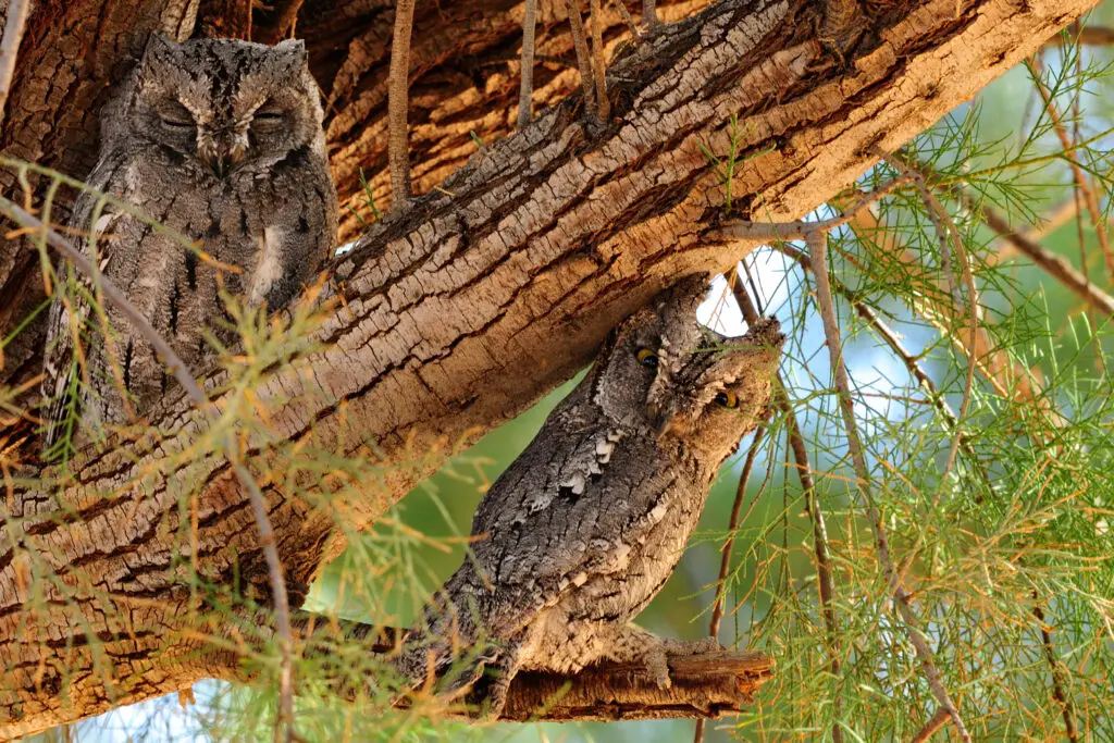 African scops owls