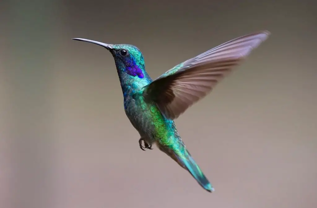 Hummingbird showing bill
