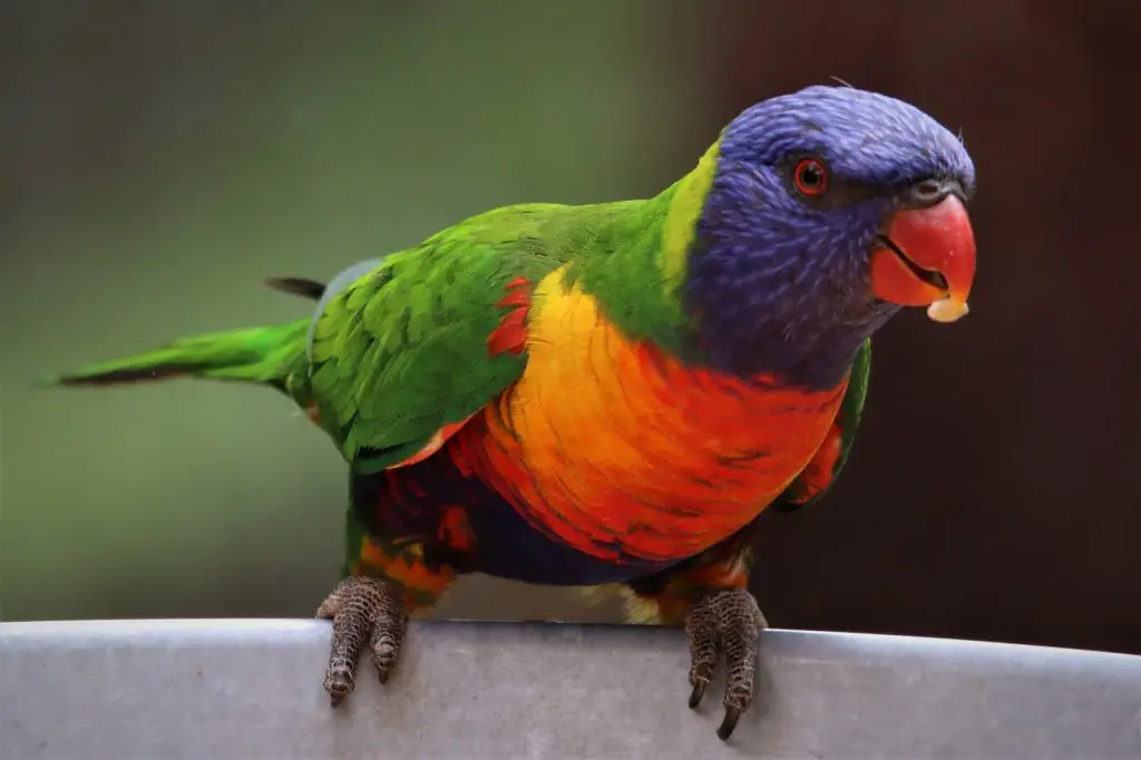 How Do Birds Manage Without Teeth? – AvianBird