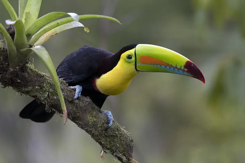 Photo of toucan