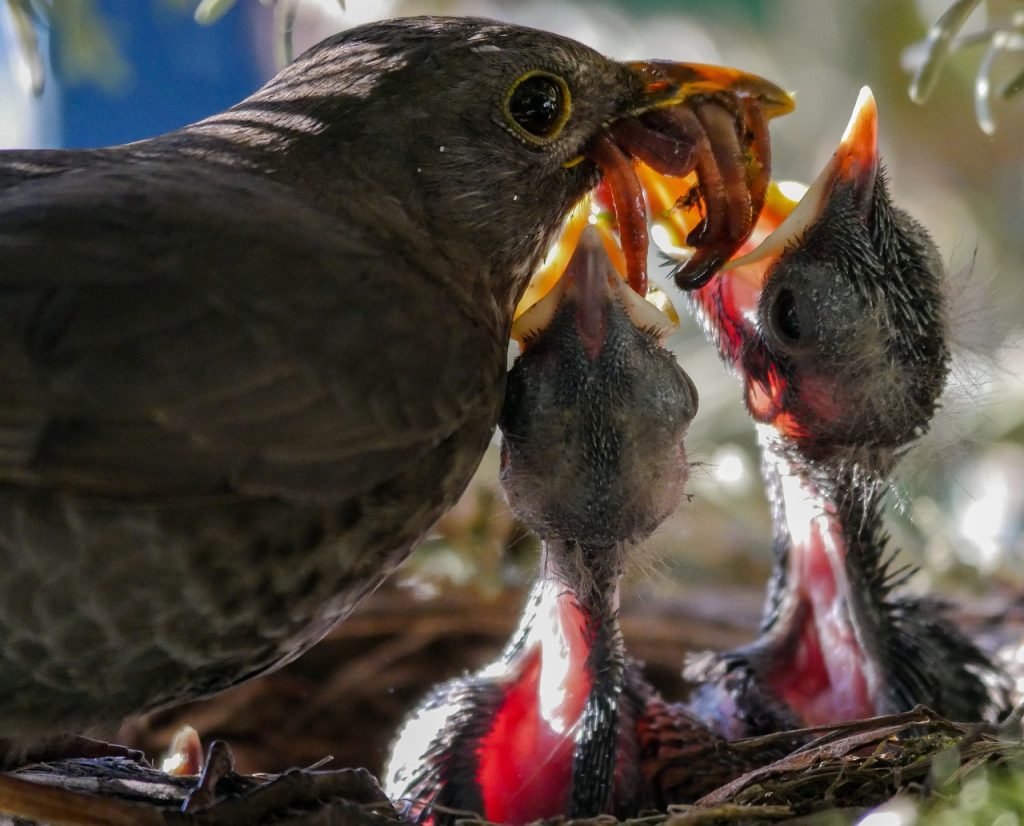Bird feeding