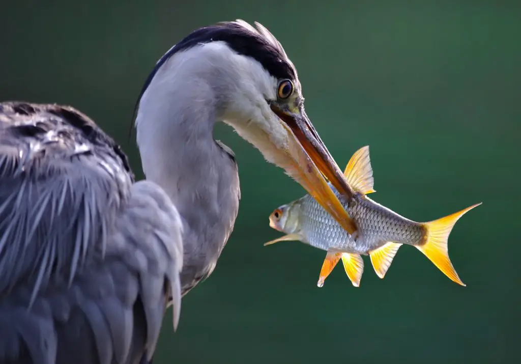 Heron eating fish