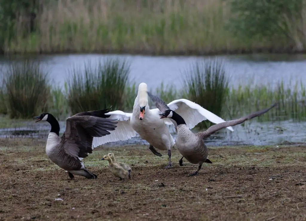 Swan fighting 