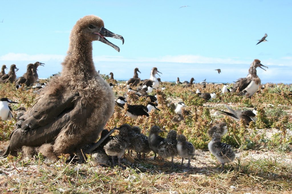 Photo of albatross