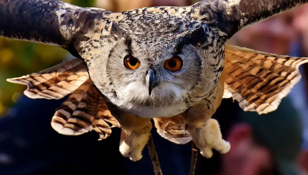 Photo of owls eyes