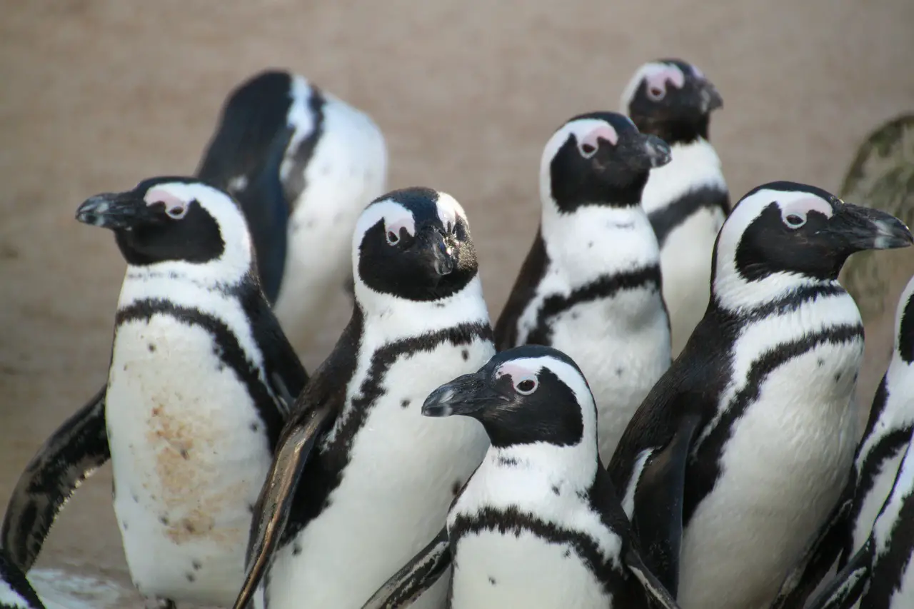How Do Penguins Avoid Predators?