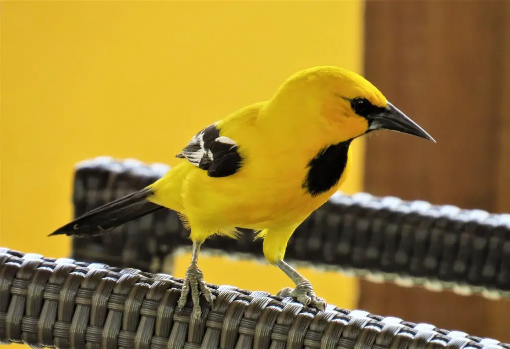 Photo of yellow bird
