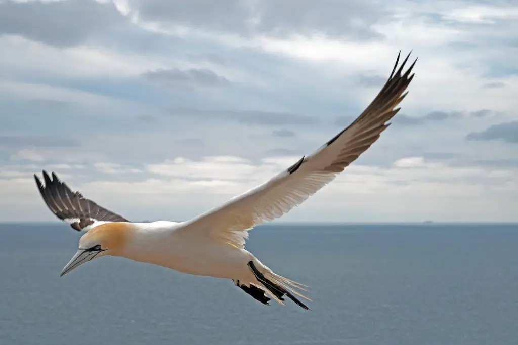 Gannet with active soaring wings