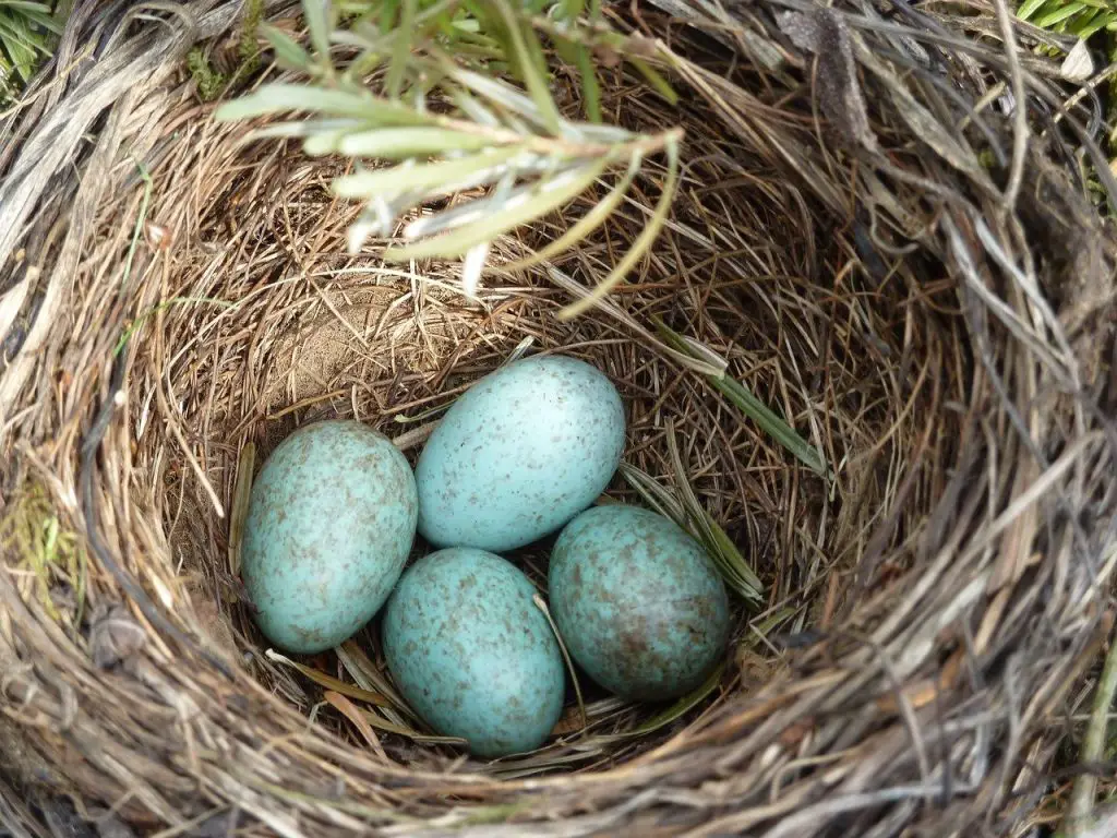 Photo of eggs in nest