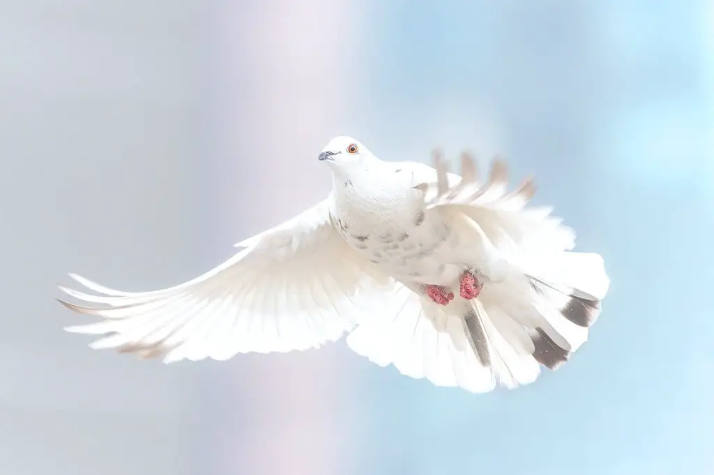 Dove with elliptical wings