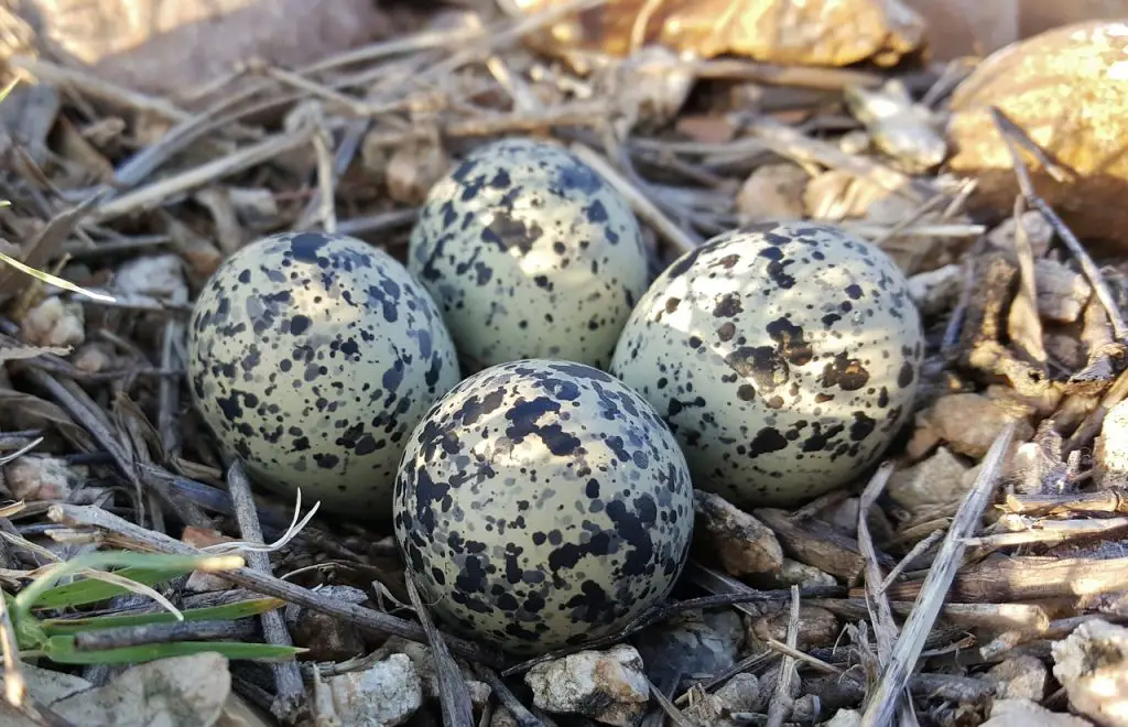 Nest of birds eggs