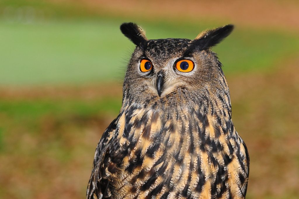Photo of owl