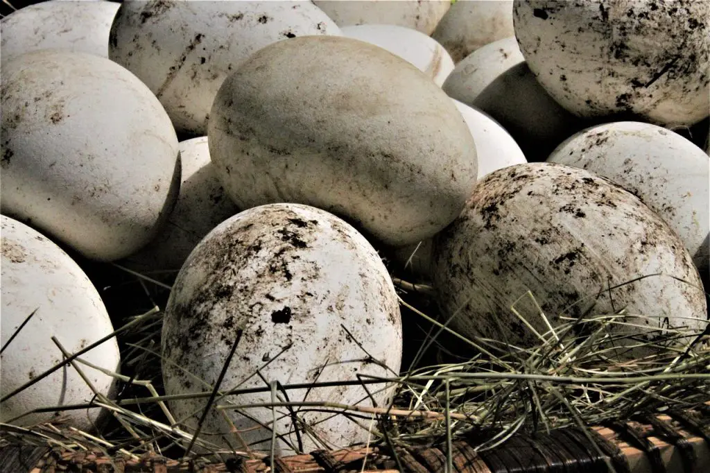 Nest of birds eggs