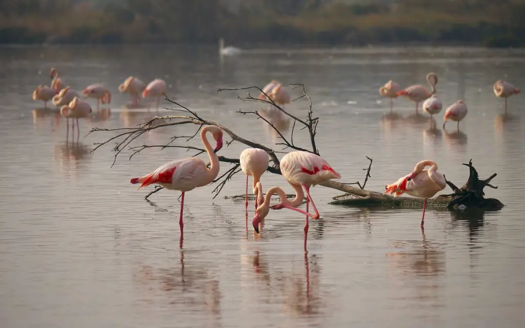 Flamingos on one leg
