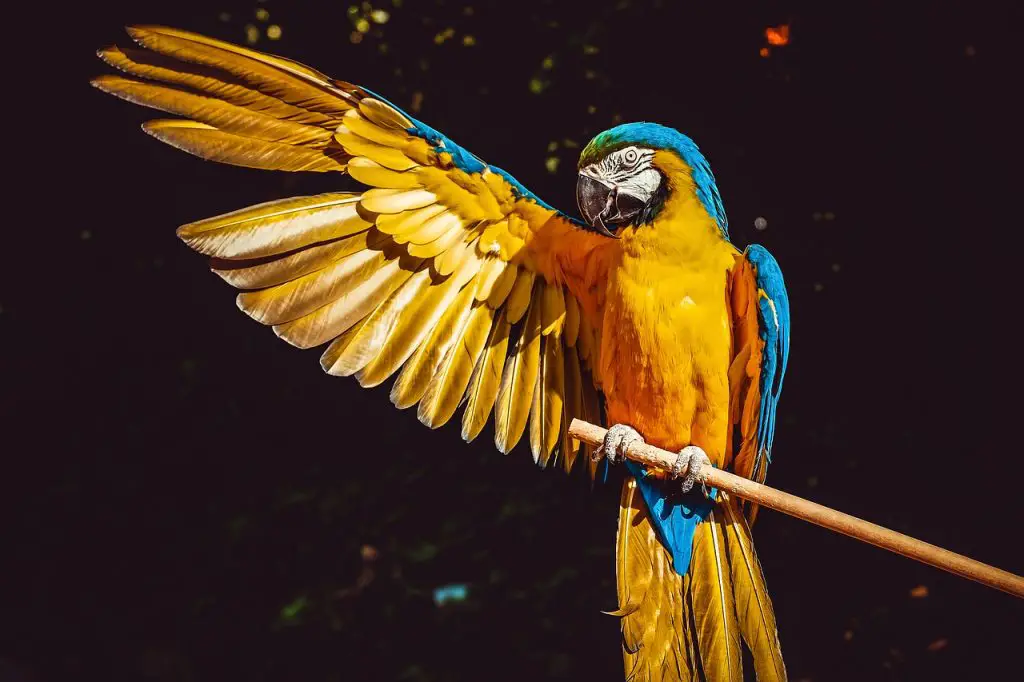 Parrot sunning