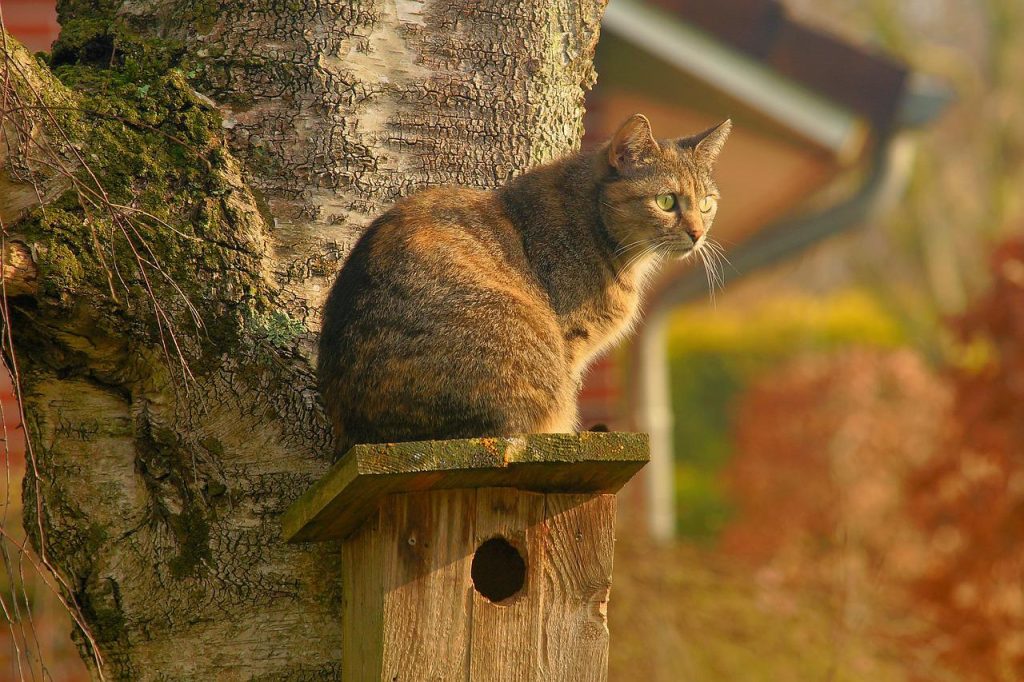 Cat on bird nest