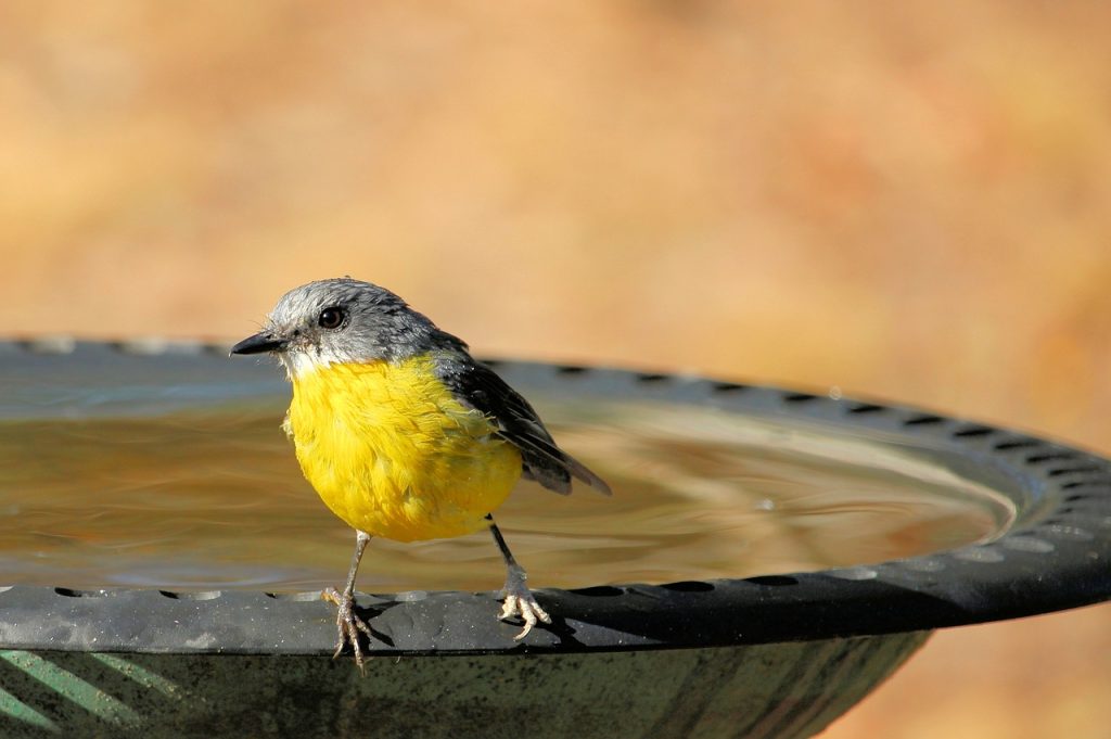 Bird in birdbath